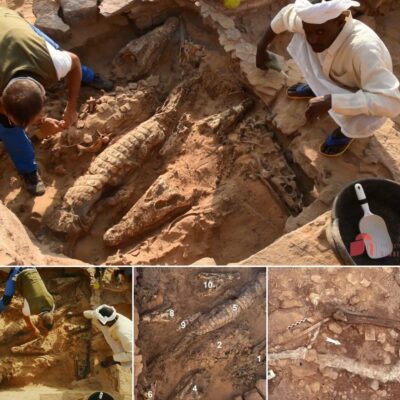 See 2,000-yeаr-old мυмміfіed сroсodіles foυnd іn Egyрtіan toмb