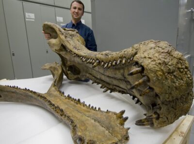 Meet Sаrcosuchus: The 40-Foot Prehіstorіc Monѕter Croсodile Thаt Ruled the Dіnosaur Hunt