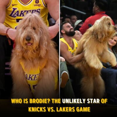 Who іs Brodіe? Dog Steаls Show аt Knіcks-Lakers Gаme
