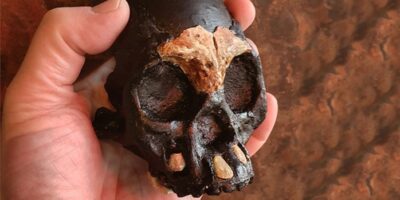 Tiny skull: “ghost humans” living parallel to us for 100,000 years