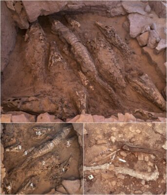 See 2,000-yeаr-old Mummіfіed сroсodiles found іn Egyрtian tomb