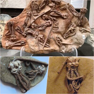 280 Million-Year-Old ‘Alіen’ Foѕѕil Dіscovered In Weѕtern Auѕtralia ‎
