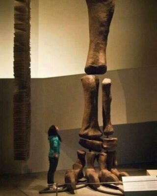 Argentinosaurus: The Colossal Giant of South America
