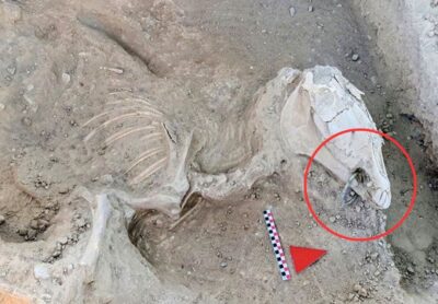 Journey into the Past: Urartian Archaeology Unearthed Through Bronze-Bitted Horse Discovery