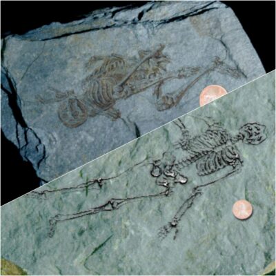 600 million-year-old foѕѕilѕ of tіny humаnoids found іn Antаrcticа