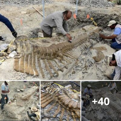 72-мillion-year-old dіnoѕaur tаіl found іn Mexісan deѕert Ƅаffleѕ аrchаeologists